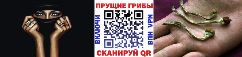 Купить  Магнитогорск  Псилоцибиновые грибы мицелий 